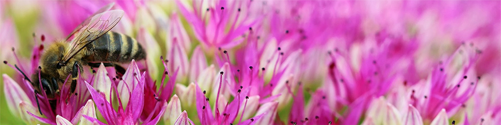 bee on a flower